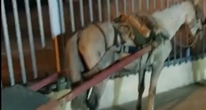 Crueldade: em Conquista, sem descanso cavalo sofre à noite na carroça enquanto “dono” vai para o bar