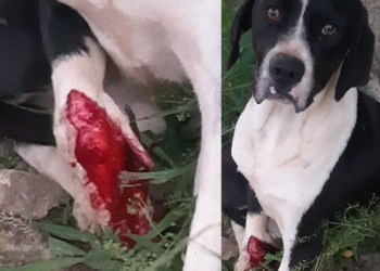 Conquista: cachorro agoniza e perde pata ao ser atropelado por ônibus coletivo; motorista não deu socorro